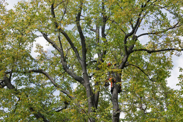 Best Stump Grinding and Removal  in Black River Falls, WI